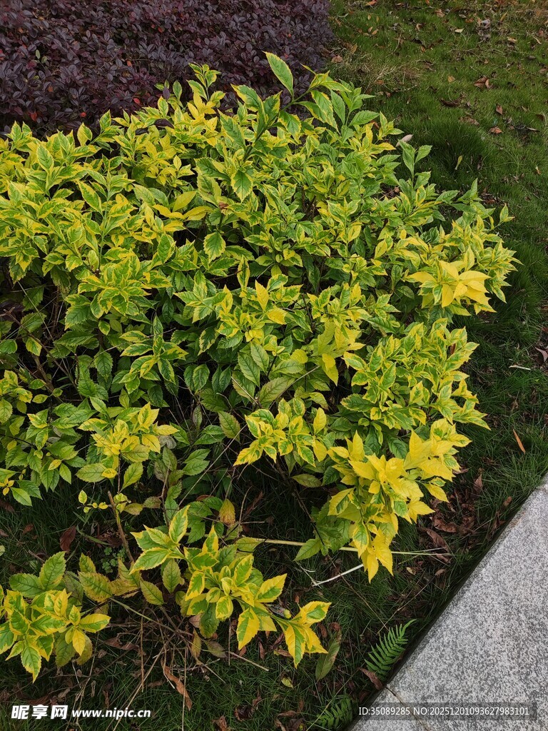 金黄叶片的美丽灌木丛