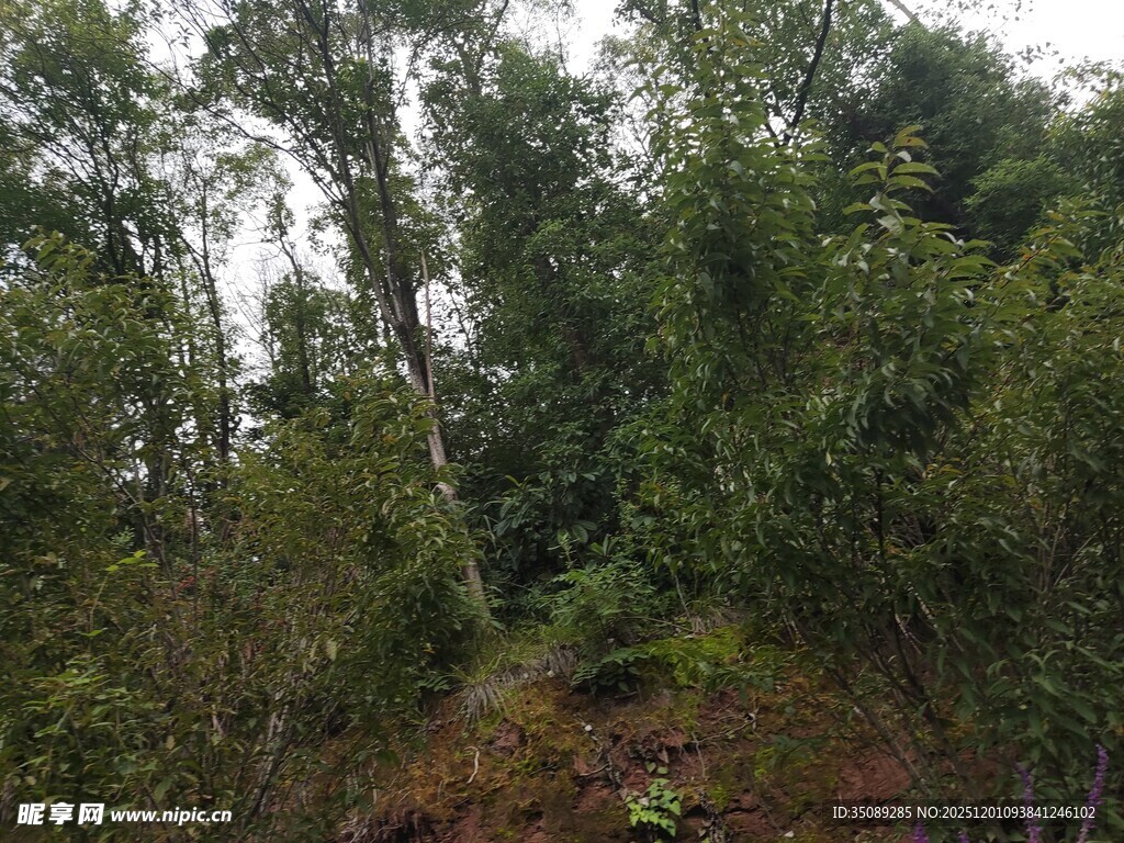 茂密丛林中的绿意景致