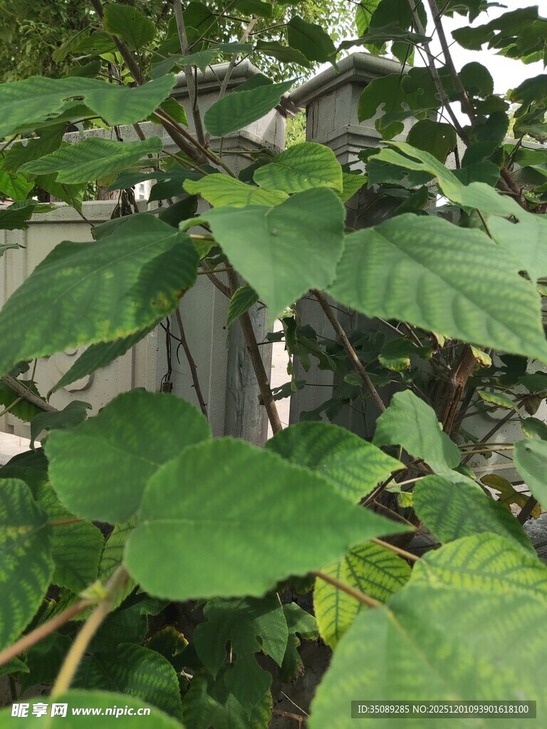 绿叶繁茂的植物景象