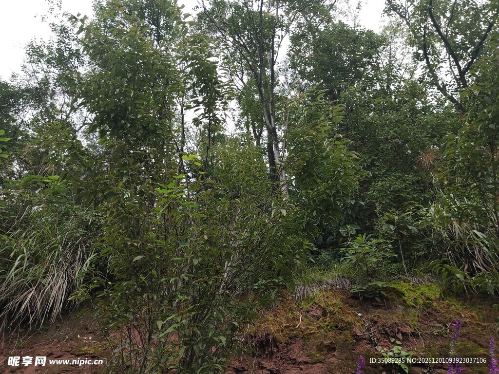 茂密森林中的绿植景观