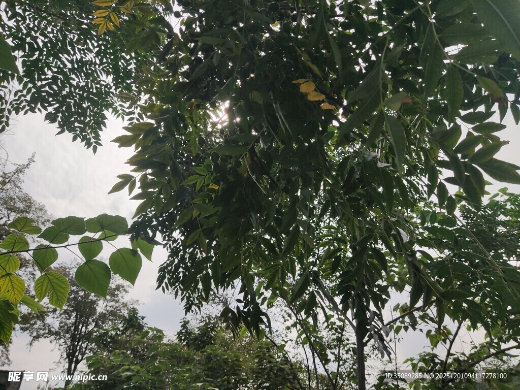 繁茂绿树枝叶间的自然景致