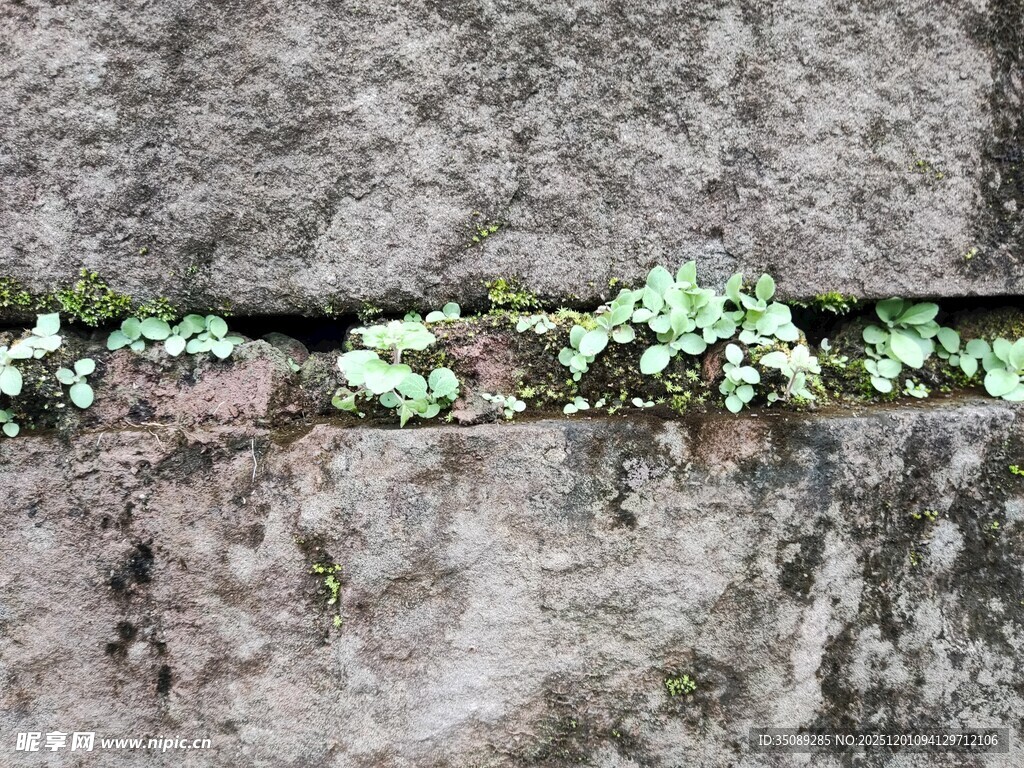 石缝中生长的翠绿植物