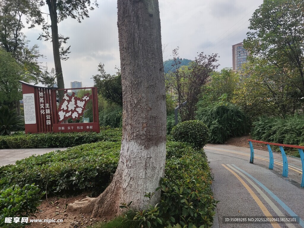 城市公园中的绿树与步道