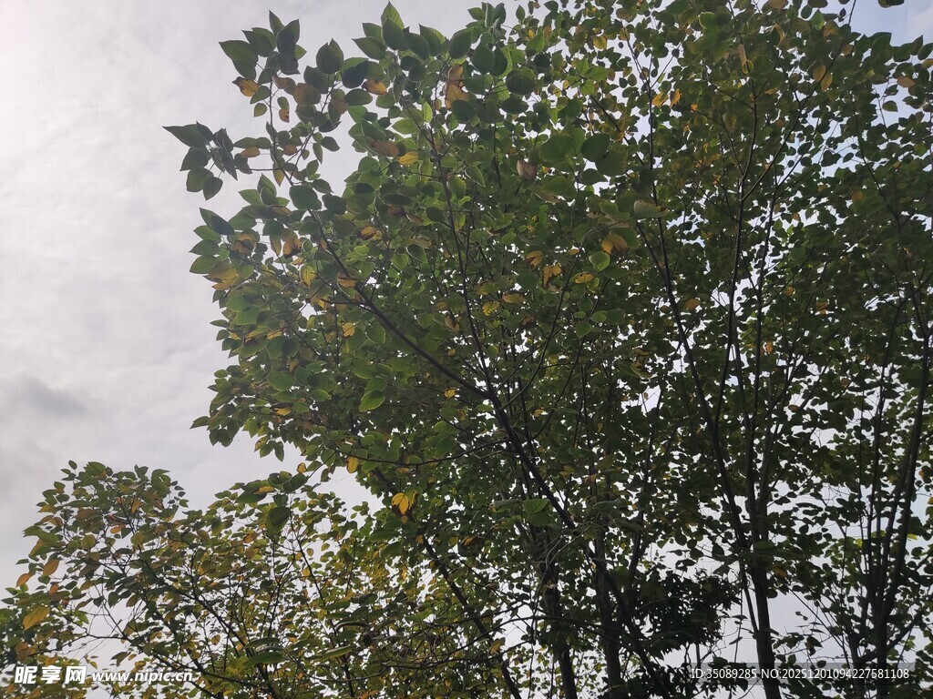 秋日树林树梢景象