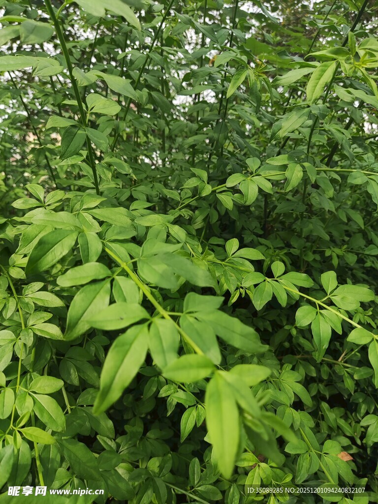繁茂绿植的自然景致