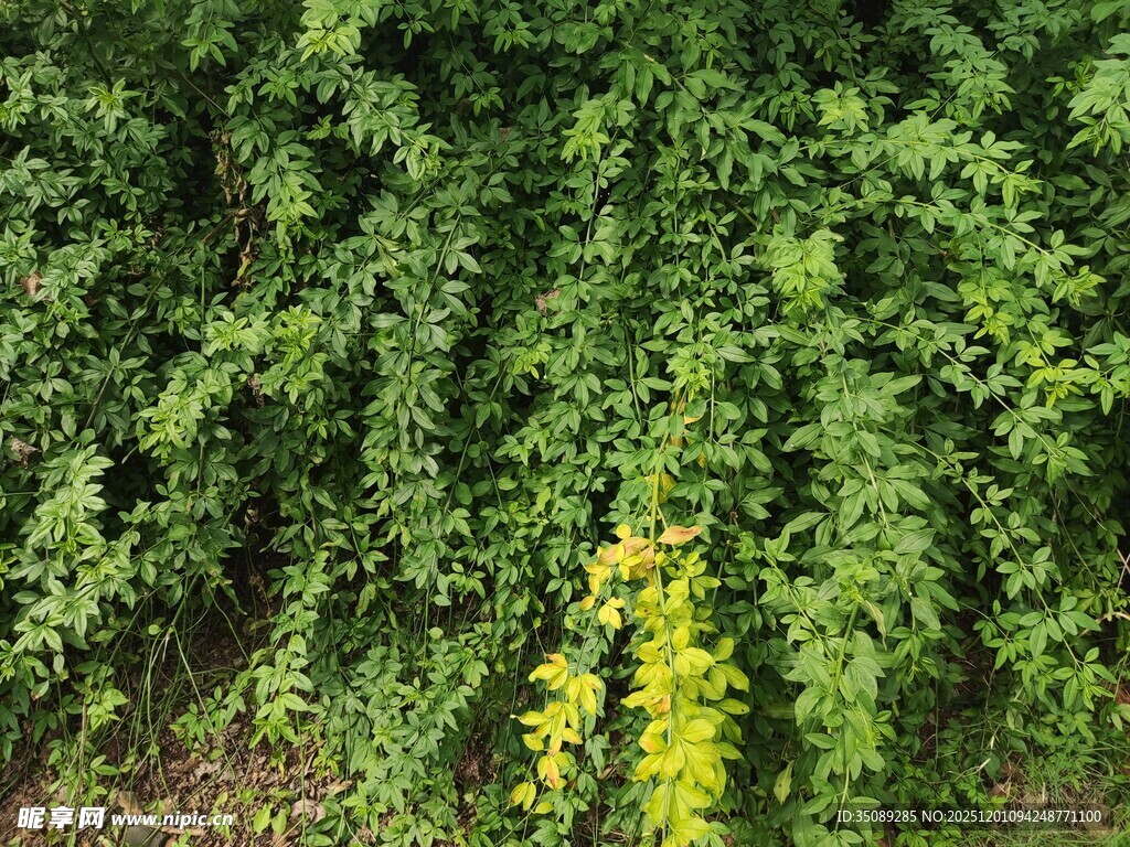 翠绿藤蔓间的一抹明黄