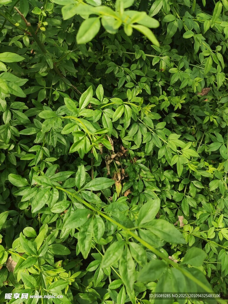 翠绿繁茂的植物景观