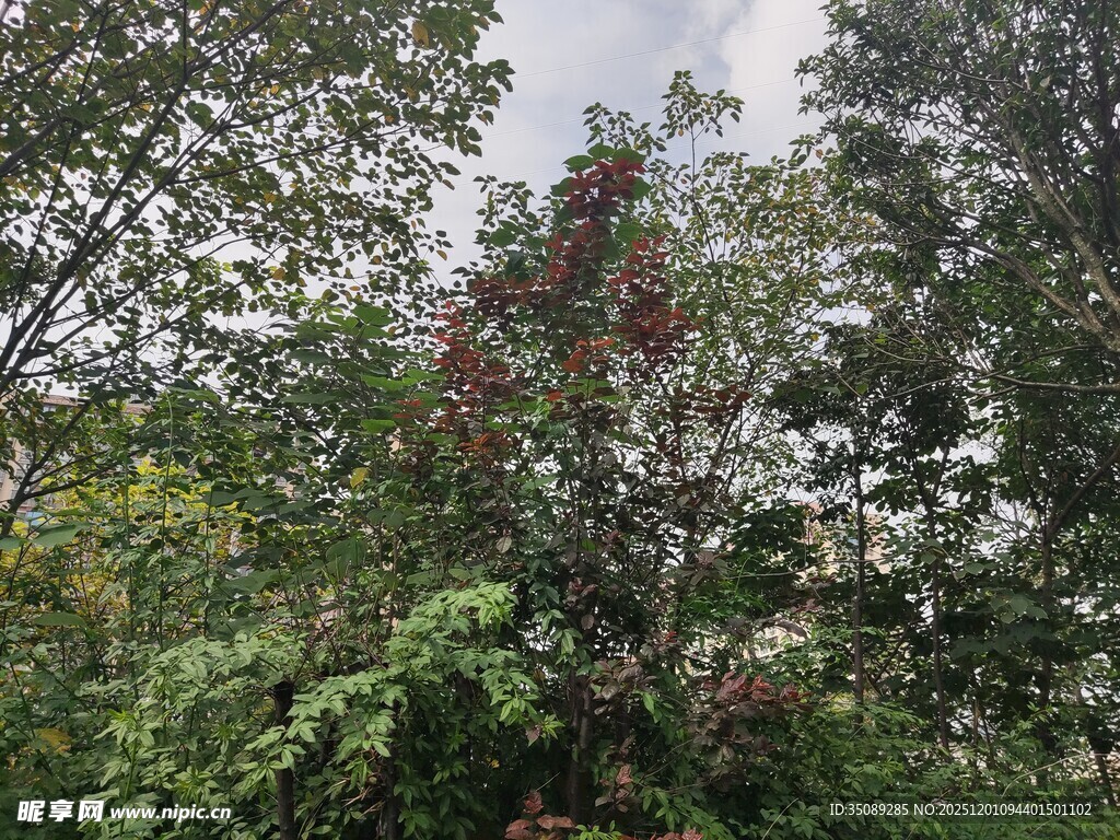 繁茂树林中的多彩植物