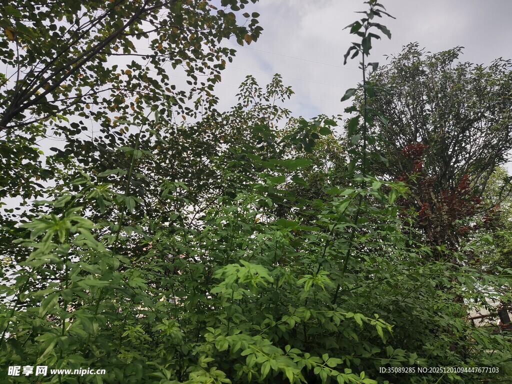 繁茂绿树展现自然生机