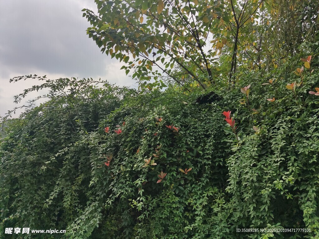 绿叶间的红色果实