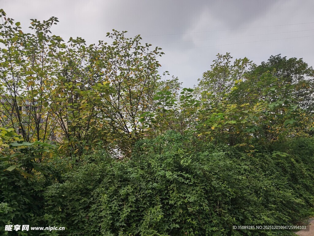 绿意盎然的林间小道