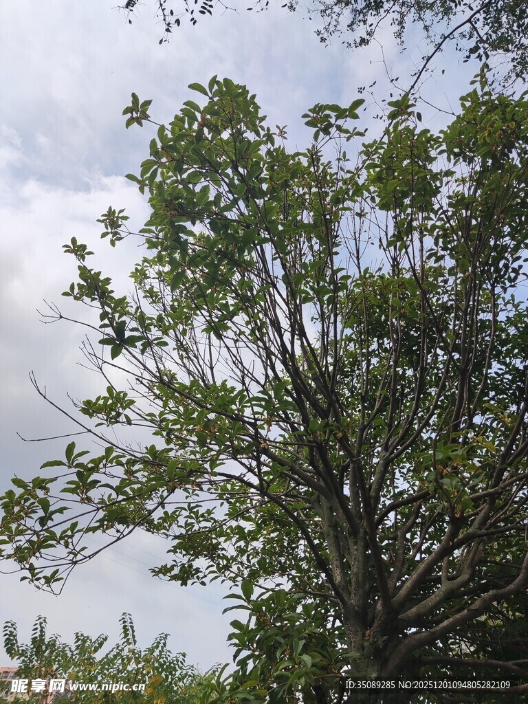 枝繁叶茂的大树