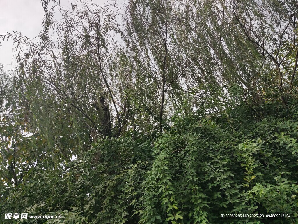 繁茂绿植覆盖的树木景象