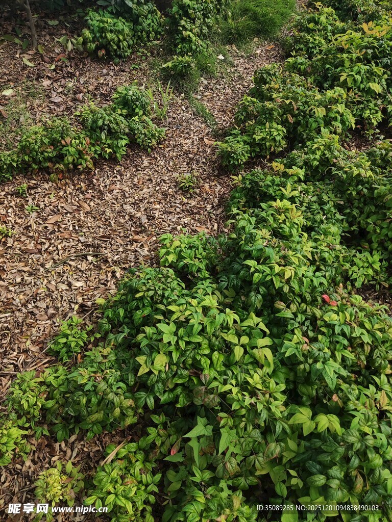 绿意盎然的植物小径