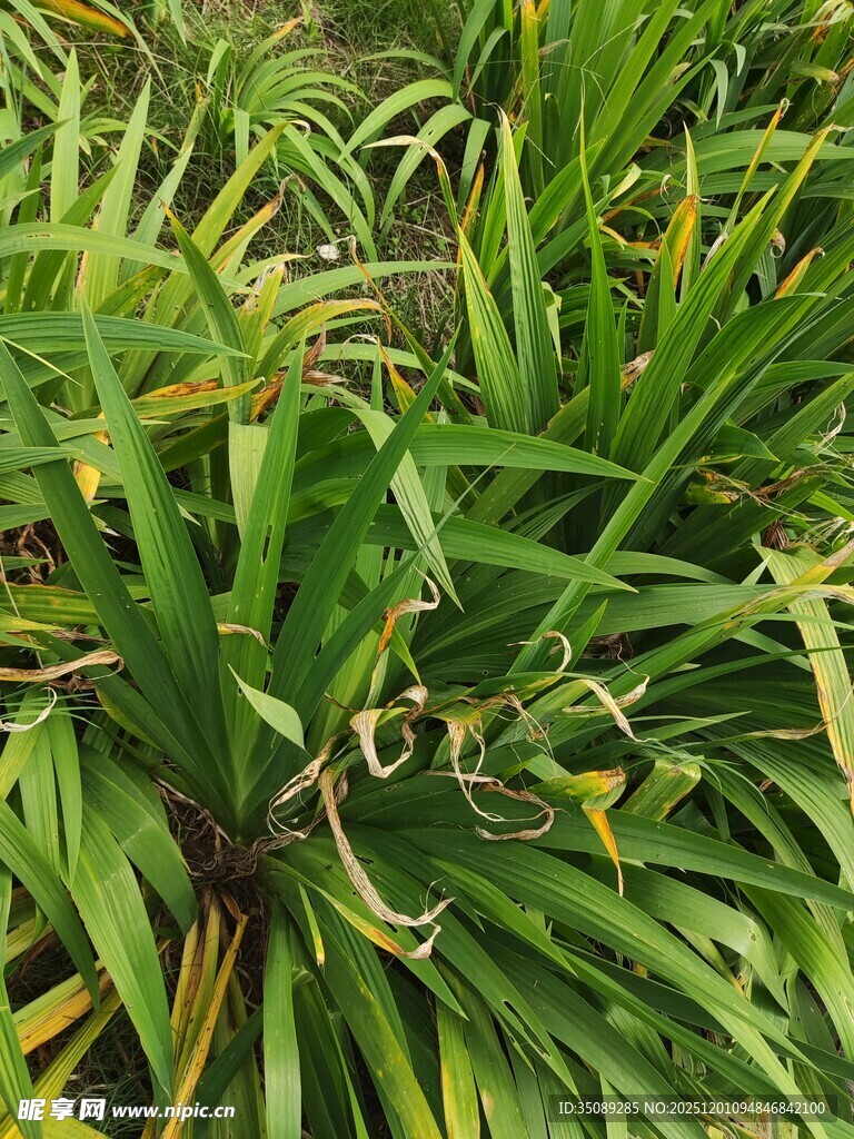 翠绿繁茂的龙血树植物
