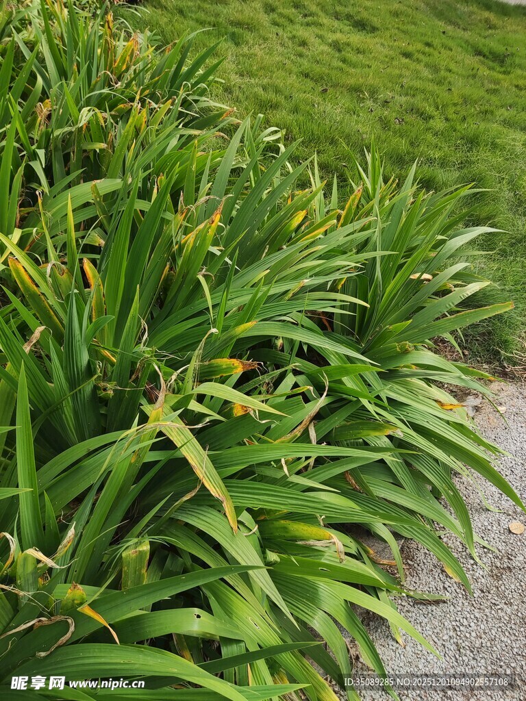 翠绿葱茏的户外绿植景观