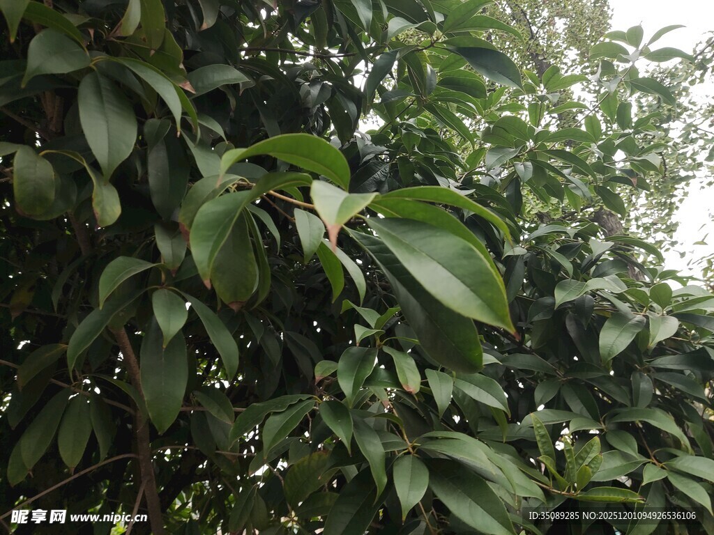 繁茂绿叶的生机景象