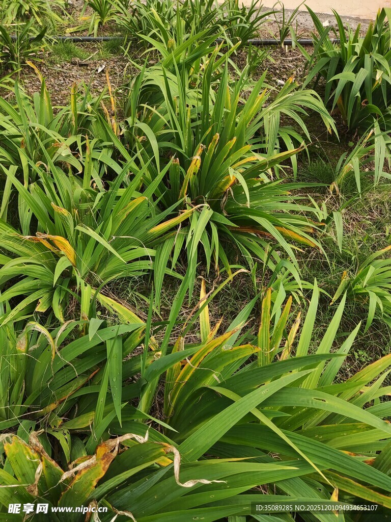 翠绿繁茂的植物景观