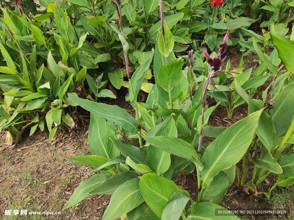 绿叶繁茂的植物景观