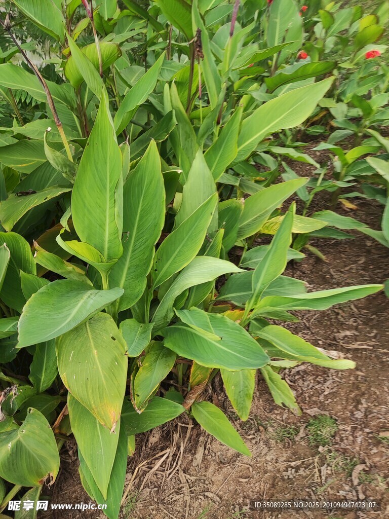 翠绿斑斓的庭院观叶植物