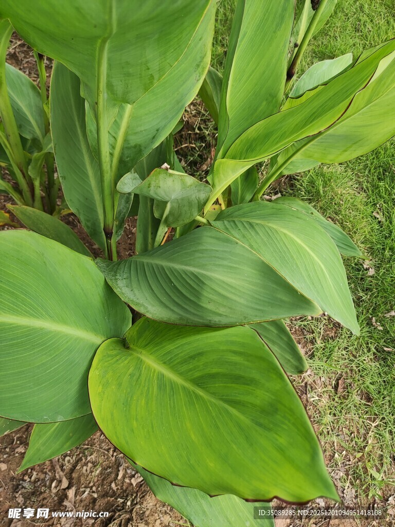 翠绿阔叶植物生机勃勃