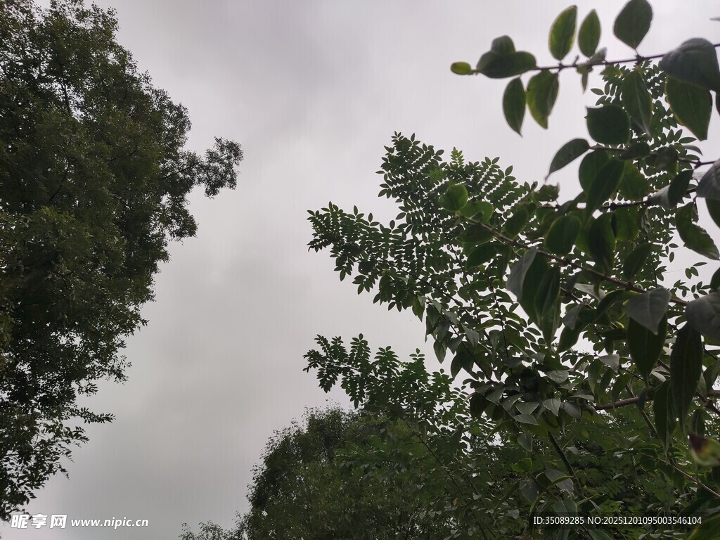 阴天中的繁茂绿树