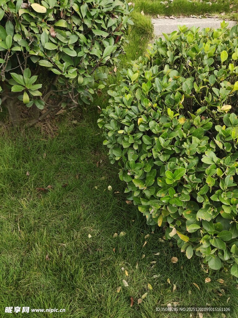 翠绿灌木与草坪景观