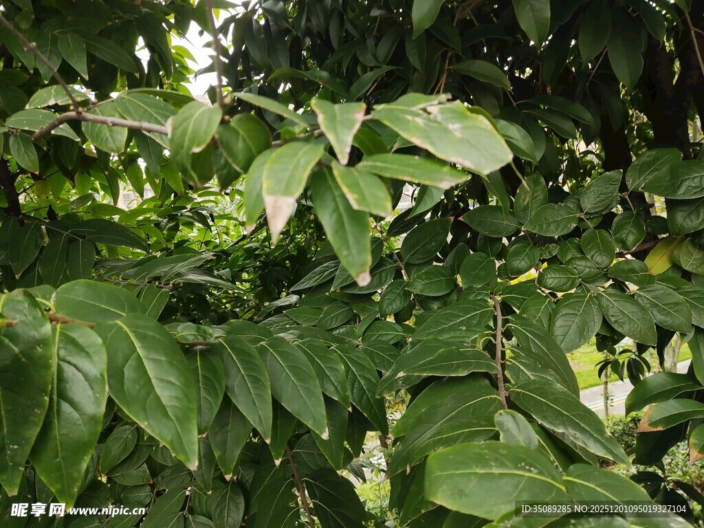 绿叶繁茂的植物景观