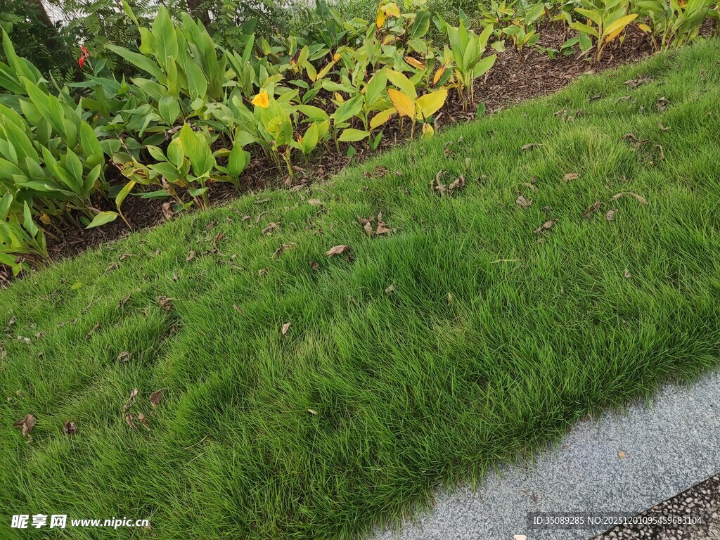路边翠绿草坪与多彩植物
