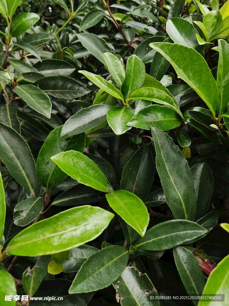 翠绿叶片的密集绿植景观