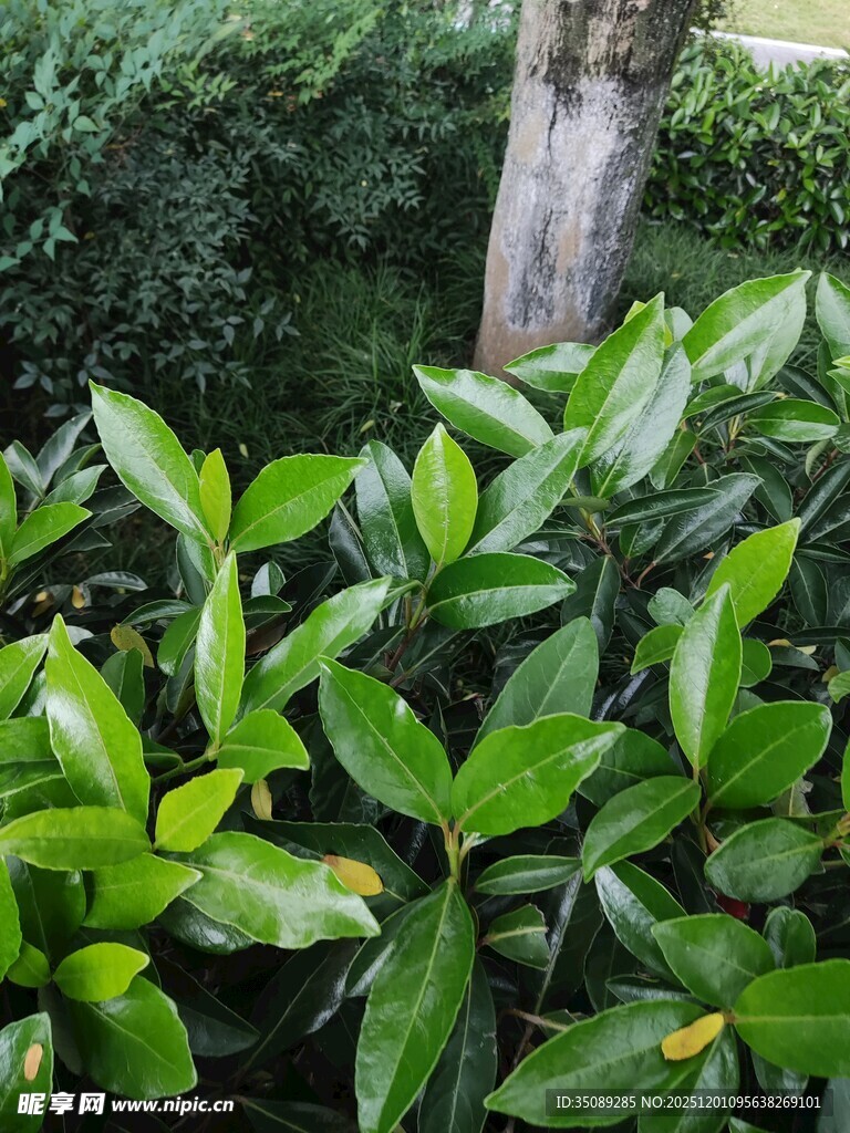 翠绿繁茂的叶片植物