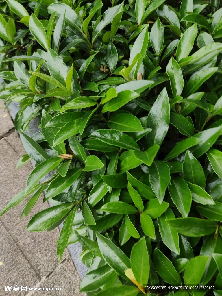 翠绿繁茂的户外绿植景观