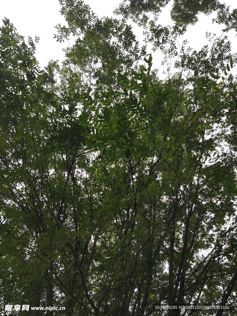 茂密树林中的繁茂枝叶