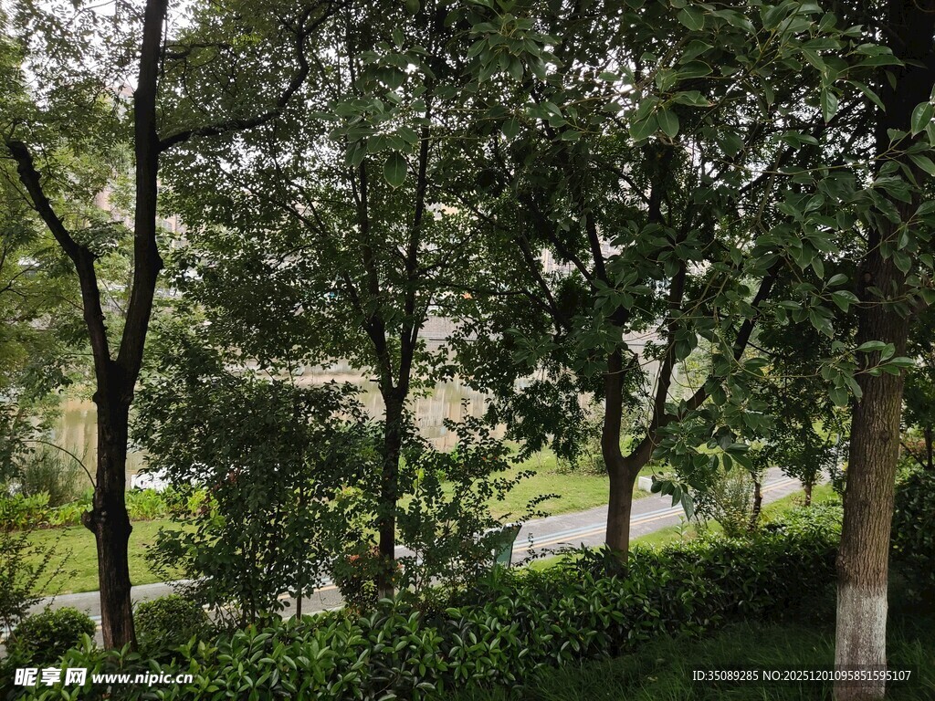 林间绿意盎然的清新景致