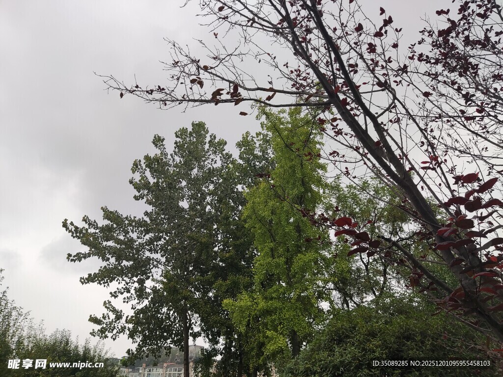 阴天中的树木景观