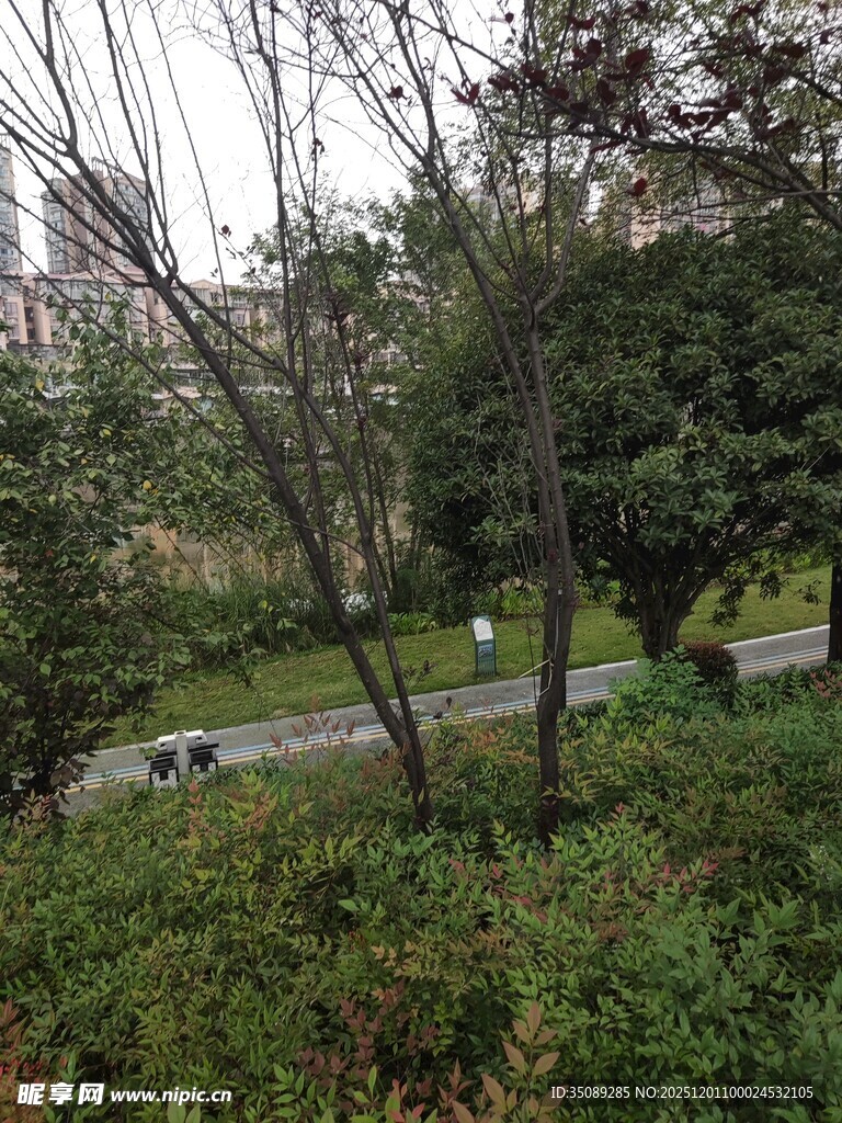 城市中的绿植与小径景观