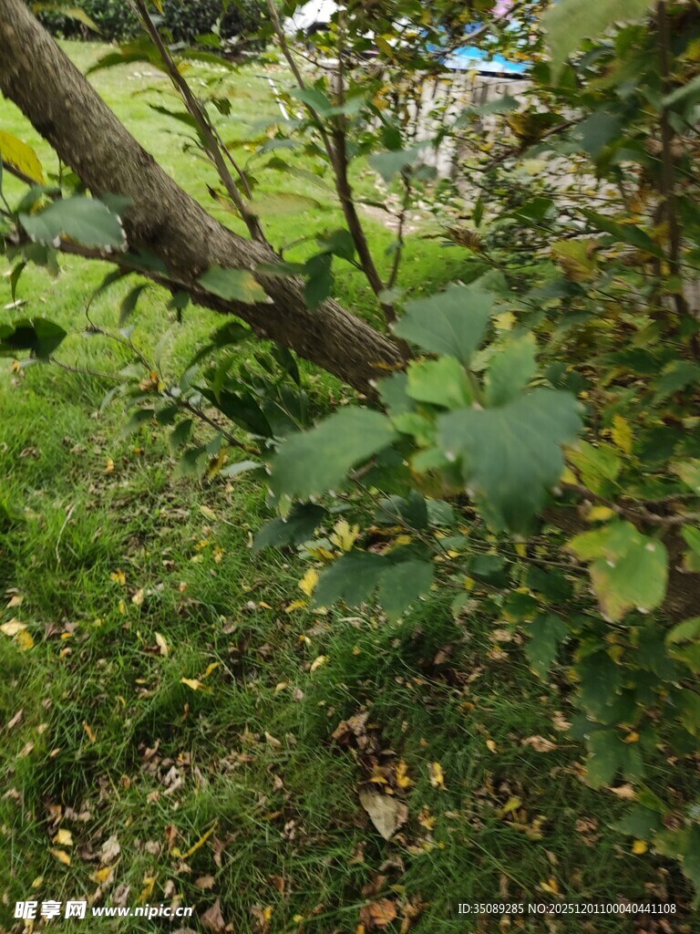 树枝下的翠绿植物