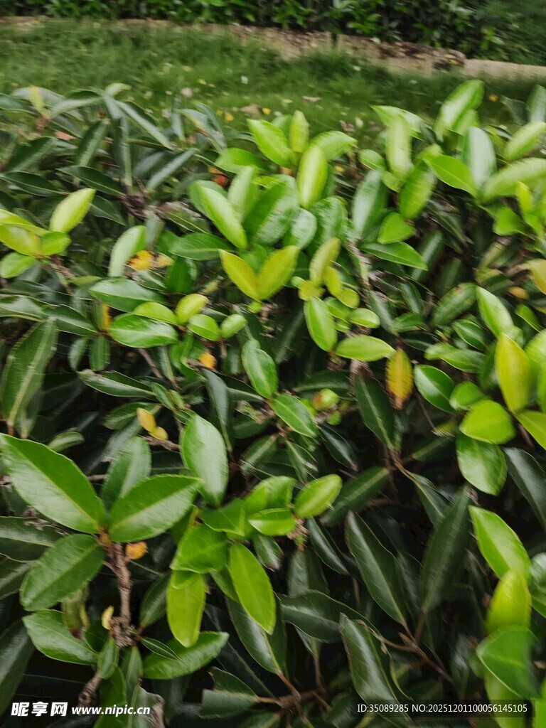 翠绿繁茂的植物叶片