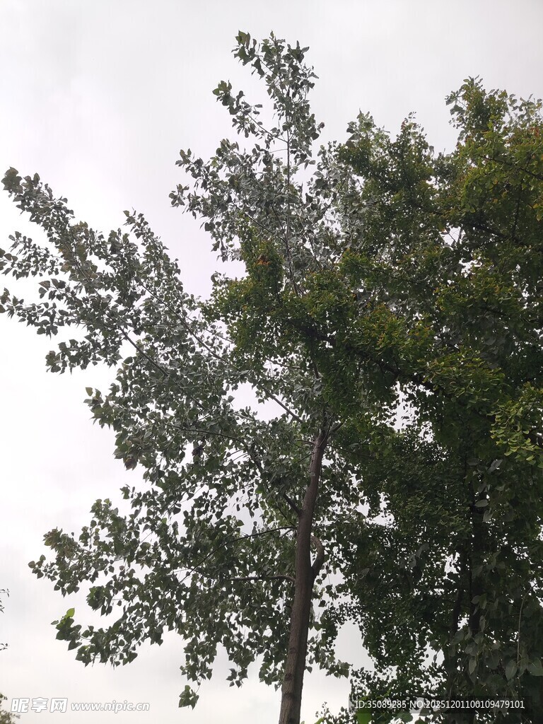 挺拔绿树展现自然生机