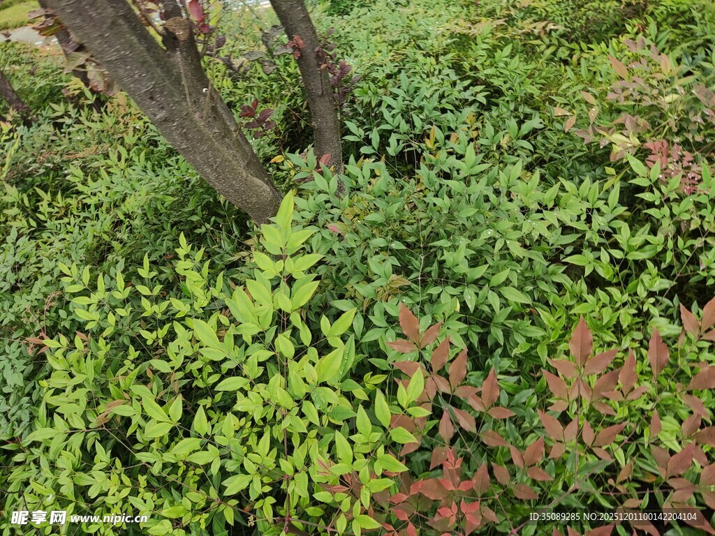 繁茂绿植景观