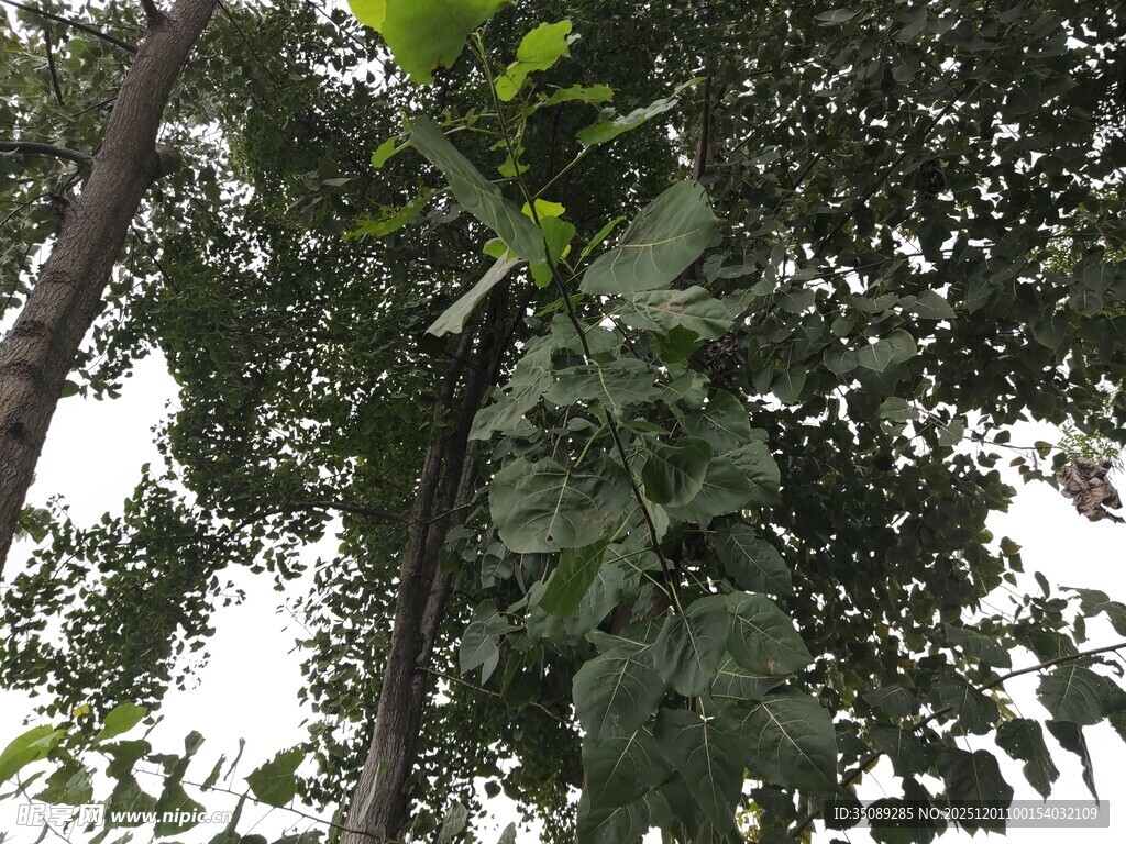 仰视茂密树林绿意盎然