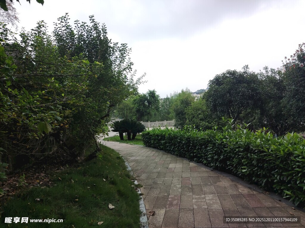 林间石板小径绿意盎然