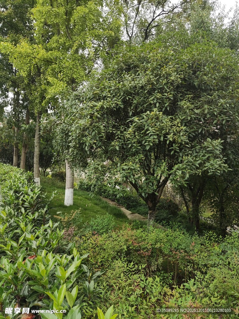 绿意盎然的林间茶园景色