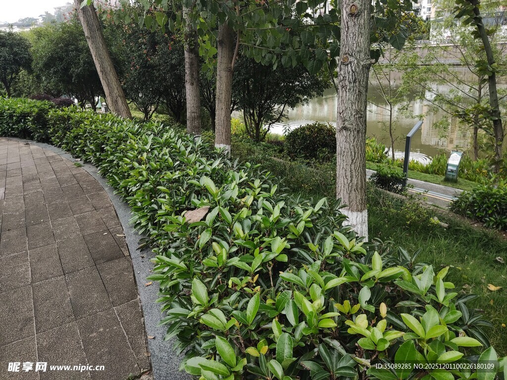 绿意盎然的园林景观