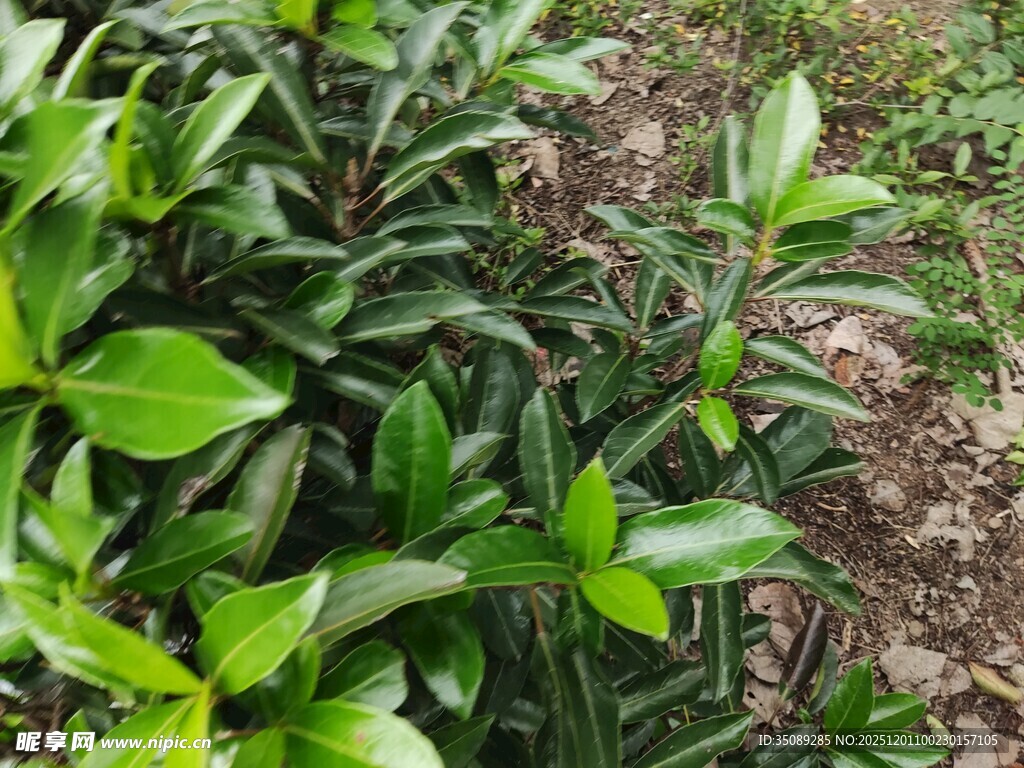 翠绿繁茂的植物叶片