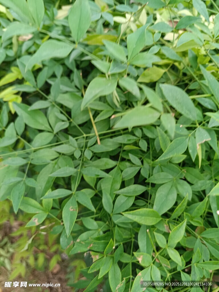 翠绿繁茂的植物叶片