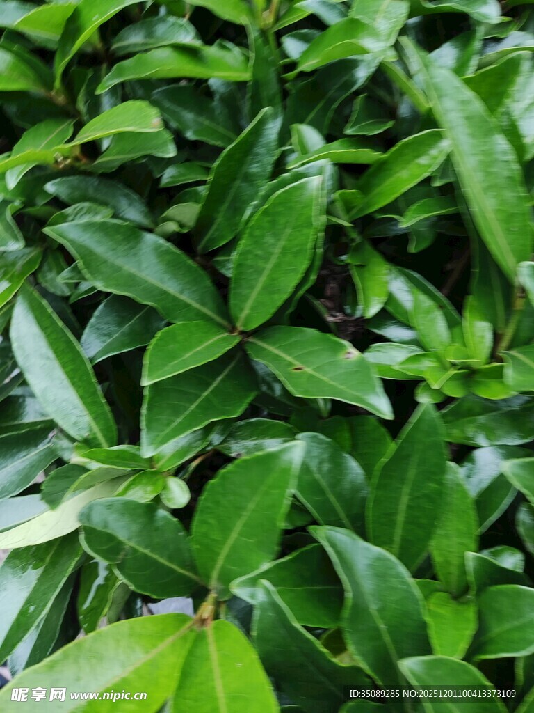 翠绿繁茂的植物叶片