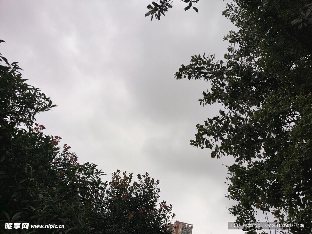 林间树梢望灰白天空