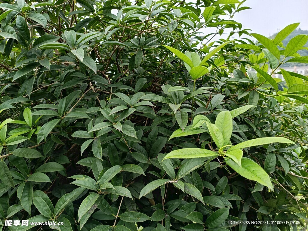 繁茂绿植生机盎然的叶片