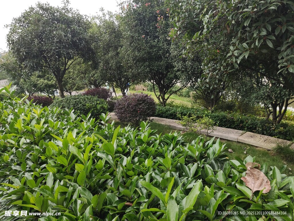 绿意盎然的园林景观